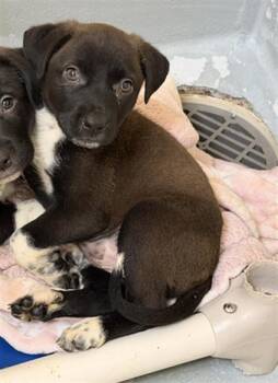 Anatolian Shepherd and Mixed Breed Dogs Available for Adoption in Tulsa, Oklahoma - LIV | PetCurious