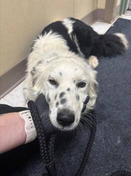 Collie Dogs Available for Adoption in Hobbs, New Mexico - Vanjie | PetCurious