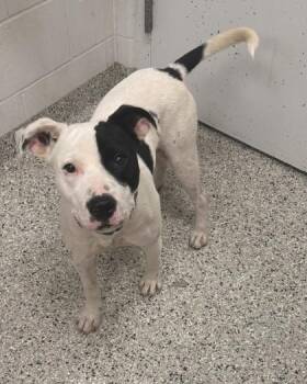 Hydrox -  Pit Bull Terrier and Mixed Breed Dog for Adoption in Kansas City, Missouri - Hydrox | PetCurious