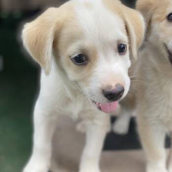 Rain -  Australian Shepherd and Terrier Dog for Adoption in Escondido, California - Rain | PetCurious