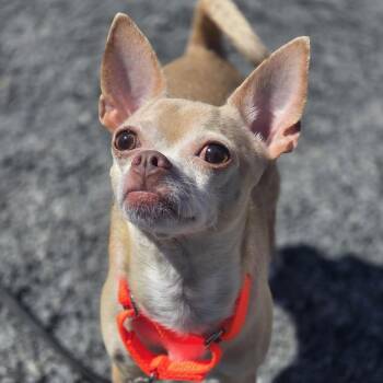 Luna -  Chihuahua Dog for Adoption in Toronto, Ontario - Luna | PetCurious