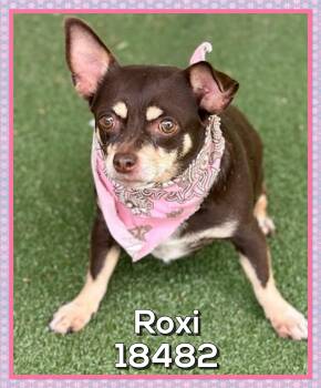 Chihuahua Dogs Available for Adoption in Marietta, Georgia - ROXI (also See HERSHEY & TWINKIE) | PetCurious