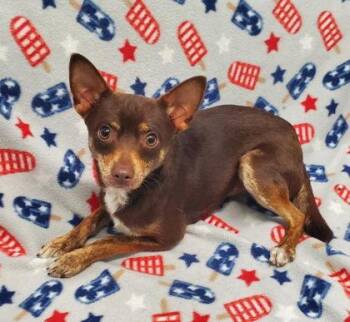 Chihuahua Dogs Available for Adoption in Lake City, Michigan - Gizmo (7043) | PetCurious