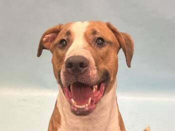 Iroh -  Pit Bull Terrier Dog for Adoption in Golden Valley, Minnesota - Iroh | PetCurious