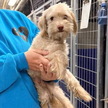 CT Bubba -  Poodle and Mixed Breed Dog for Adoption in Stormville, New York - CT Bubba | PetCurious