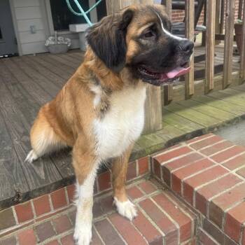 Sonnet 22556 -  Saint Bernard and Mixed Breed Dog for Adoption in Minneapolis, Minnesota - Sonnet 22556 | PetCurious