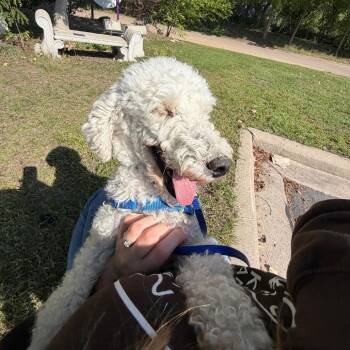 Fiddler -  Mixed Breed Dog for Adoption in Oshkosh, Wisconsin - Fiddler | PetCurious