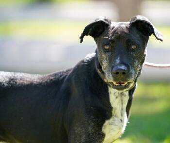 Rescue Labrador Retriever and Pointer Dogs for Adoption in Santa Ana, California - Kaiser | PetCurious