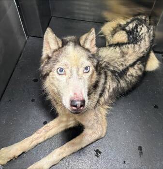 SUZY SLIM -  Siberian Husky and Mixed Breed Dog for Adoption in Grand Prairie, Texas - SUZY SLIM | PetCurious