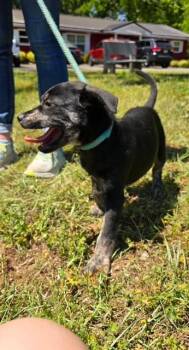 Spaniel and Labrador Retriever Dogs Available for Adoption in Lambertville, New Jersey - Chip | PetCurious