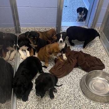 Bones -  Mixed Breed Dog for Adoption in Madisonville, Tennessee - Bones | PetCurious