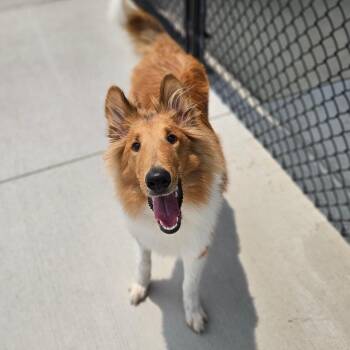 Roscoe -  Rough Collie Dog for Adoption in Monticello, Iowa - Roscoe | PetCurious