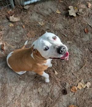 Lila - AVAILABLE TO FOSTER OR ADOPT -  American Bulldog Dog for Adoption in Clayton, North Carolina - Lila - AVAILABLE TO FOSTER OR ADOPT | PetCurious