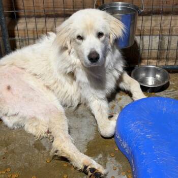 Linen -  Great Pyrenees Dog for Adoption in Fort Smith, Arkansas - Linen | PetCurious