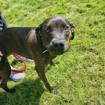 Millie -  Mixed Breed Dog for Adoption in Brockton, Massachusetts - Millie | PetCurious