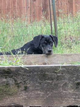 Hound Dogs Available for Adoption in Grass Valley, California - Hiccup | PetCurious