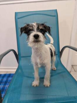 Chihuahua and Schnauzer Dogs Available for Adoption - Buoyant (Hope