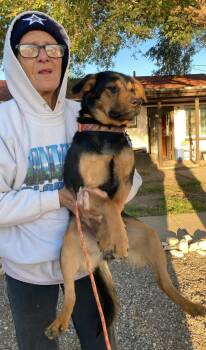Dottie -  German Shepherd Dog Dog for Adoption in Thornton, Colorado - Dottie | PetCurious