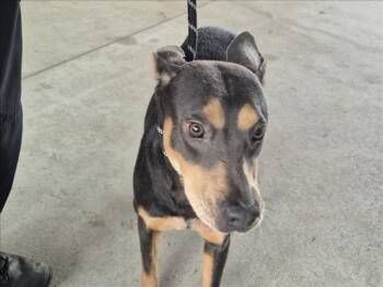 Rescue Doberman Pinscher and Mixed Breed Dogs for Adoption in Texas City, Texas - A040906 | PetCurious
