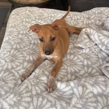 Rosie -  Shepherd and Mixed Breed Dog for Adoption in Escondido, California - Rosie | PetCurious