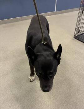 German Shepherd Dog and Mixed Breed Dogs Available for Adoption in Doral, Florida - PEDRO | PetCurious