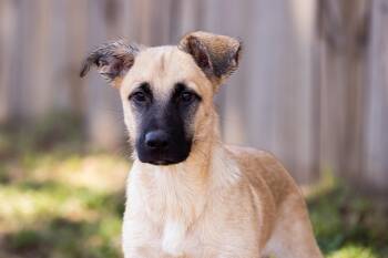 Rescue Shepherd Dogs for Adoption in Houston, Texas - Oak | PetCurious