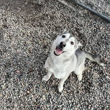 Husky Dogs Available for Adoption - Juno | PetCurious