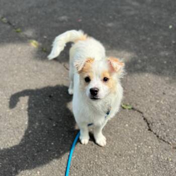 Chihuahua and Mixed Breed Dogs Available for Adoption in Newberg, Oregon - Joey | PetCurious