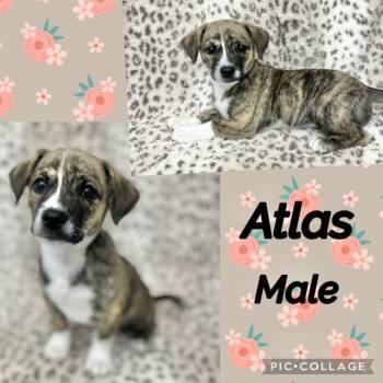 Atlas -  Chiweenie Dog for Adoption in Manchester, Connecticut - Atlas | PetCurious