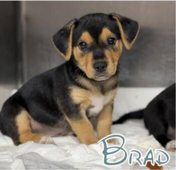 Brad -  Entlebucher and Mixed Breed Dog for Adoption in Morton Grove, Illinois - Brad | PetCurious