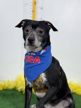 Will Smith-One of our Amazing Rescue Dogs -  Chihuahua and Mixed Breed Dog for Adoption in Carlsbad, California - Will Smith-One Of Our Amazing Rescue Dogs | PetCurious