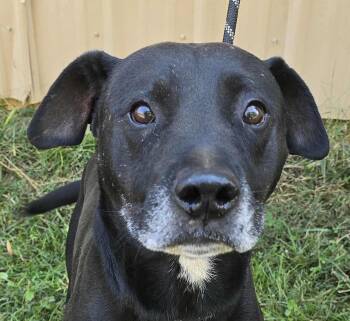Rescue Labrador Retriever Dogs for Adoption in Newport, Tennessee - Rocky | PetCurious