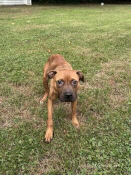 Woody -  Mixed Breed Dog for Adoption in West Chester, Pennsylvania - Woody | PetCurious