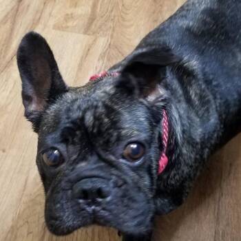 Rescue French Bulldog Dogs for Adoption in League City, Texas - Lola | PetCurious