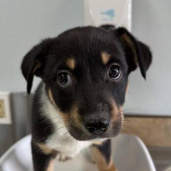 Corona -  Australian Shepherd Dog for Adoption in Flagstaff, Arizona - Corona | PetCurious