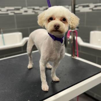 Poodle Dogs Available for Adoption in Wake Forest, North Carolina - Lourdes | PetCurious