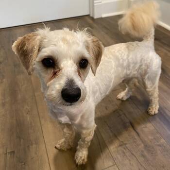 Maltipoo Dogs Available for Adoption in Philadelphia, Pennsylvania - Rubert | PetCurious