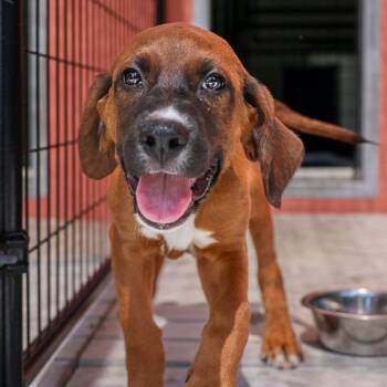 Perkins -  Hound and Mixed Breed Dog for Adoption in Bradenton, Florida - Perkins | PetCurious