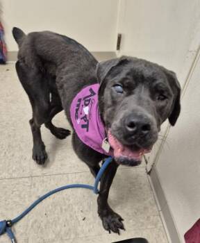 Hailey -  Mixed Breed Dog for Adoption in Hamilton, Ohio - Hailey | PetCurious
