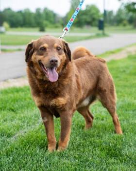 Grizzly -  Australian Shepherd and Mixed Breed Dog for Adoption in Pequot Lakes, Minnesota - Grizzly | PetCurious