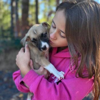 Puzzle -  Mixed Breed Dog for Adoption in Tacoma, Washington - Puzzle | PetCurious