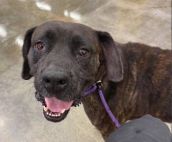 Sandy -  Bull Terrier Dog for Adoption in Frazier Park, California - Sandy | PetCurious