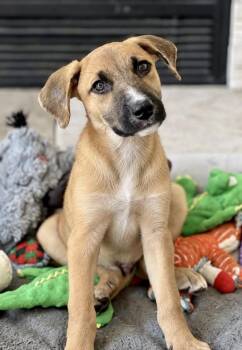 Kenny -  Hound and Shepherd Dog for Adoption in Greenlawn, New York - Kenny | PetCurious