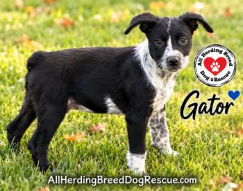 Gator -  Cattle Dog Dog for Adoption in Joliet, Illinois - Gator | PetCurious