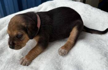 Golden Tempo Derby -  Hound Dog for Adoption in Waunakee, Wisconsin - Golden Tempo Derby | PetCurious
