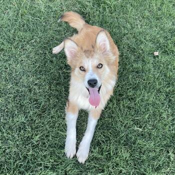 Lyndee -  Border Collie Dog for Adoption in Yukon, Oklahoma - Lyndee | PetCurious