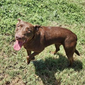 Kay Kyser GCH -  Chocolate Labrador Retriever Dog for Adoption in Rockaway, New Jersey - Kay Kyser GCH | PetCurious