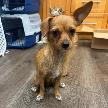 Kenzie -  Chihuahua and Yorkshire Terrier Dog for Adoption in Sunrise, Florida - Kenzie | PetCurious