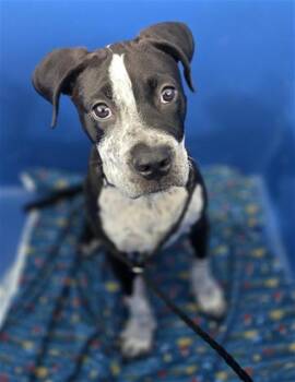 Mixed Breed Dogs Available for Adoption in Dallas, Texas - DICE | PetCurious