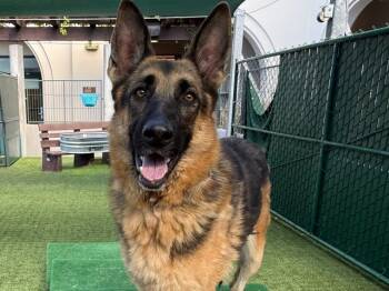 Rescue German Shepherd Dog Dogs for Adoption in Pasadena, California - LUNA | PetCurious